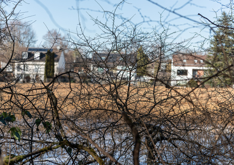 Looking through the bushes towards a couple of houses.
