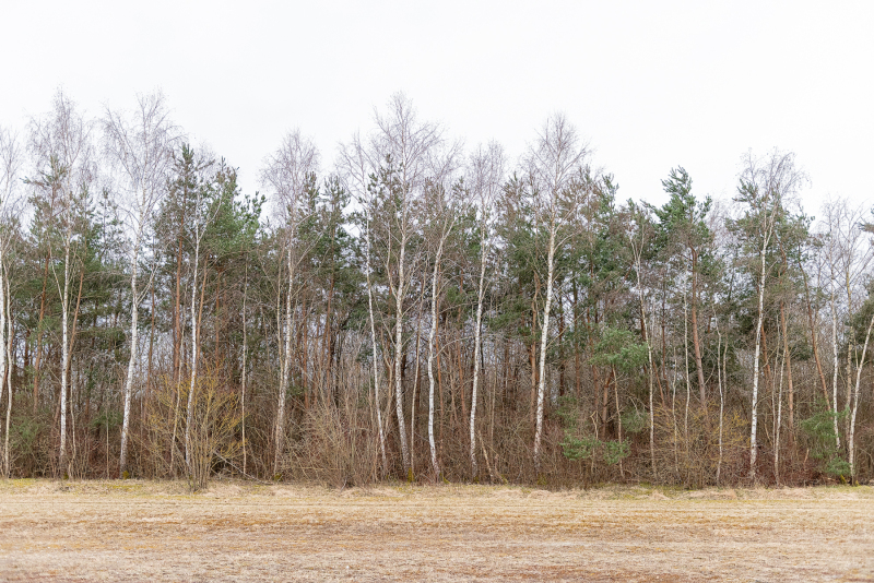Birches