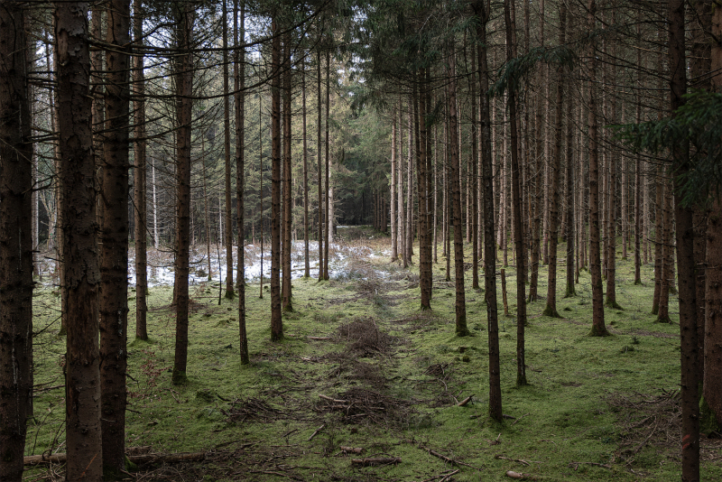 Forest