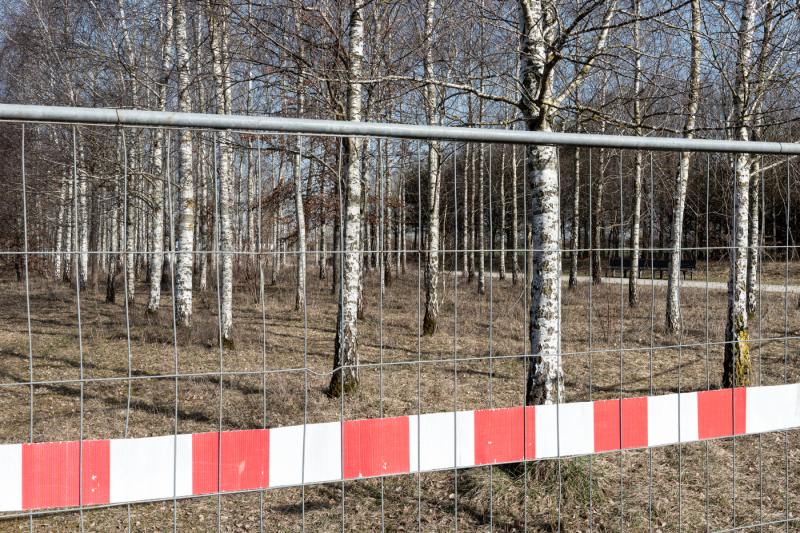 Gated birches